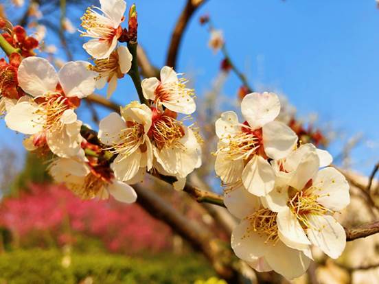 04吴雨晨一夜春风花满枝，娥黄娇粉惹人痴