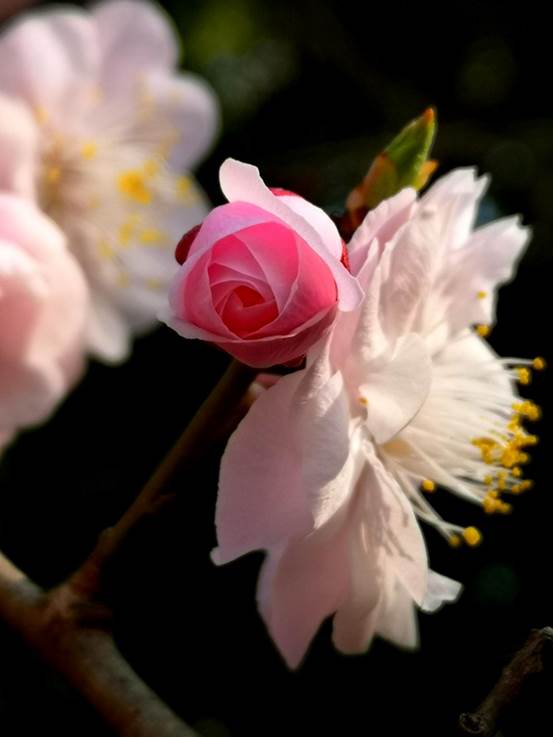 02方蕾红酥琼苞